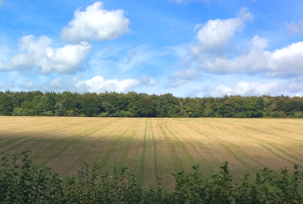Crop fields near East Dean