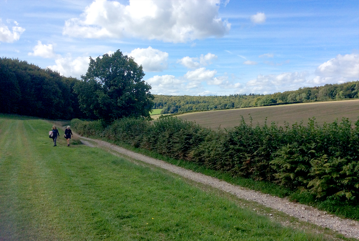 Fields and hedgerows