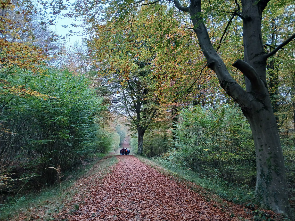 Eartham Woods