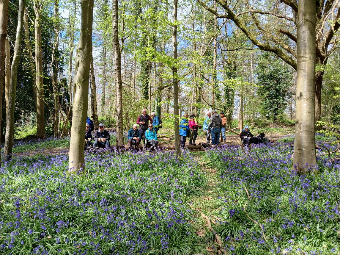 Bluebell walk in Nore Wood, Slindon, with Chichester Walkers.